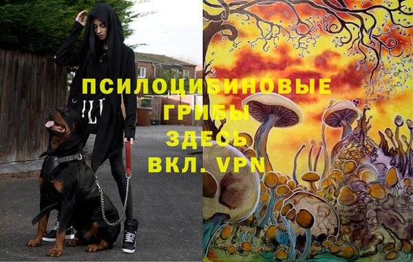 дурь Пересвет